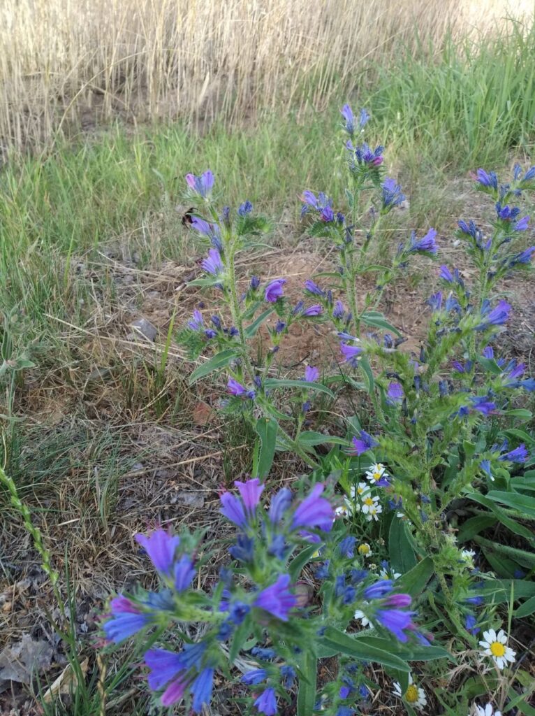 niebieski kwiat natura